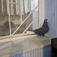 کبوتر خوشگل