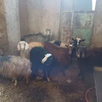 بزجوان داشتی