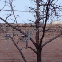 در خت عناب سیوجان