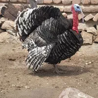 بوقلمون نر دو عدد