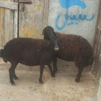 گوسفند