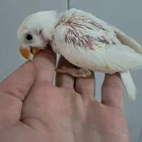 طوطی برزیلی سرلاکی دستی|پرنده|کلاچای, |دیوار