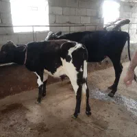 مرکزتهیه گوساله دورگ محلی و گیل دورگ|حیوانات مزرعه|پیشوا, |دیوار