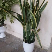 انواع گل های آپارتمانی و زینتی