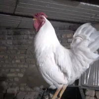 خروس چل تاج سفید