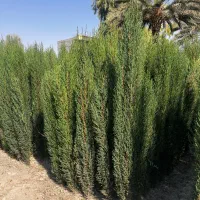 سروناز شیراز|خدمات باغبانی و درختکاری|کرج, احدآباد|دیوار