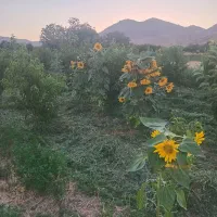 زمین کشاورزی. روستای اناج|فروش زمین و ملک کلنگی|قره چای, |دیوار