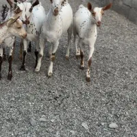 حیوون عمانی