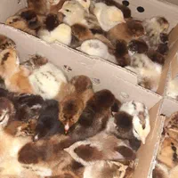 جوجه محلی یک روزه نژاد گلپایگان اصلاح نژاد شده|حیوانات مزرعه|ساری, |دیوار