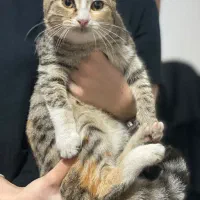 واگذاری بچهگربه|گربه|رشت, علی آباد|دیوار