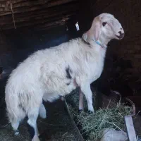 بره قوچی فروشی فریمان|حیوانات مزرعه|مشهد, کوشش|دیوار