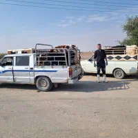 خرید و فروش انواع گوساله نر مسلم جابری