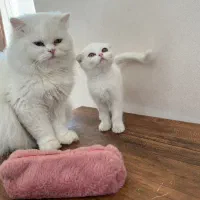 واگذاری ۲ عدد  گربه اسکاتیش