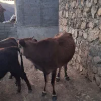 گاو محلی|حیوانات مزرعه|خدا آفرین, |دیوار