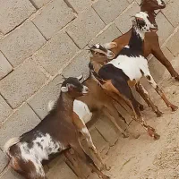 چهارتا کعره ماده نژادی