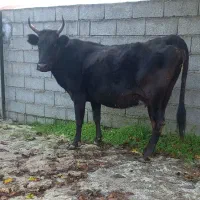 گاو دورگ محلی ۸ماه آبستن گوساله لیشه ورزا|حیوانات مزرعه|تالش, هشتپر|دیوار