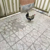 خروس گلین،پنگونی|حیوانات مزرعه|بروجرد, |دیوار