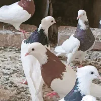 کبوتر طوقی|پرنده|زهک, |دیوار