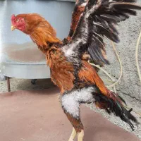 خروس لاری نصل معتبر قابل استعلام