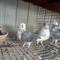 کبوتر تهرونی نسل گرویی