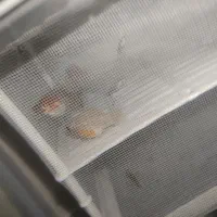 ماهی قیمت عالی|ماهی|تربت جام, نظامی|دیوار