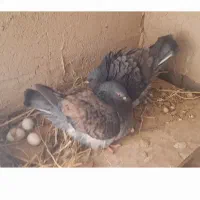 کبوترهای کینگ مولد و تخمگذار|پرنده|خمینی‌شهر, |دیوار