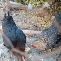 مرغ خانگی تخمگذار چاق برا خون کردنم خوبه|حیوانات مزرعه|مشهد, ویلاشهر|دیوار