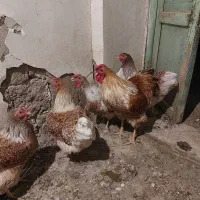 تخم نطفه دار ویاندوت