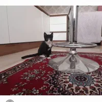 واگذاری بچه گربه ۳ ماهه