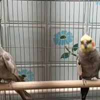 عروس هلندی|پرنده|تاکستان, |دیوار