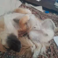 سگ گم شده مژدگانی عالی|حیوانات|خمینی‌شهر, |دیوار