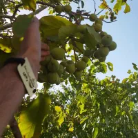 ارائه نهال گردو ژنوتیپ پیوندی