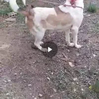 گم شده سگ ماده|سگ|اردبیل, |دیوار