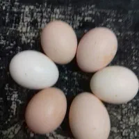 تعداد محدود تخم مرغ خوراکی گلین با زرده زعفرانی