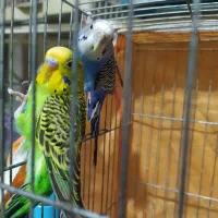 مرغ عشق دستی