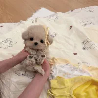 پودل کراس|سگ|تهران, پونک|دیوار