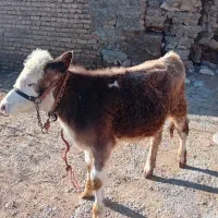 گوساله ماده سیمنتال