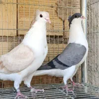 کبوتر پلاس خوش رنگ چادری  زرد کاکلی