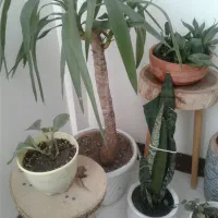 گل طبیعی و گلدان