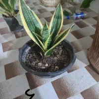 تعدادی گل ارزان