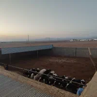 گاوداری صنعتی همراه باغ پسته