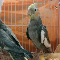 عروس هلندی|پرنده|مشهد, ادیب نیشابوری (شهرک غرب)|دیوار