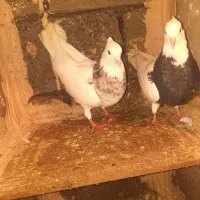 کبوتر طوق|پرنده|مریوان, |دیوار