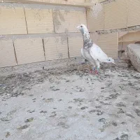 کبوتر|پرنده|اقبالیه, |دیوار