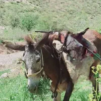 سلاخدمت دوستای گل این قاطردر.دورود.دزدیده شده است|حیوانات|رودشت (چهارمحال و بختیاری), |دیوار