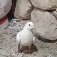 کبوتر