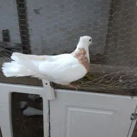 کبوتر طوقی|پرنده|ساوه, |دیوار