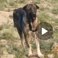 این سگ حوالی شهر نیر دزدیده شد به یابنده مژدگانی