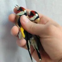 سهره نر درجه یک