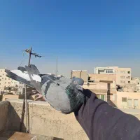 کفتر/|پرنده|ری, سیزده آبان|دیوار